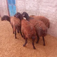 گوسفند شیشک بره دار قزل افشاری