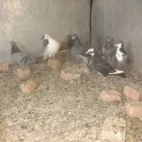 باسلام به تمام عشق بازان