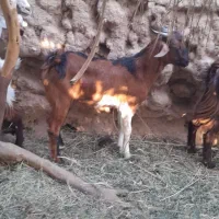 یک گیسه ودوتا چپش نری چاق چاق|حیوانات مزرعه|بم, |دیوار