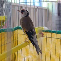 ماده سهره۲ساله