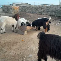 ۸ عدد بزغاله تمام نر|حیوانات مزرعه|مراوه, |دیوار