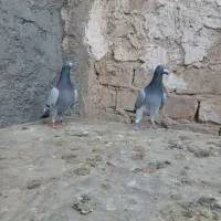 کبوتر مسافتی پلاکی|پرنده|حمیدیا, |دیوار