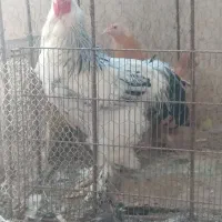 فروش حیوانات مزرعه برهما و بوقلمون و کوشین|حیوانات مزرعه|تبریز, |دیوار