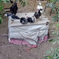 خروس گلین اصل
