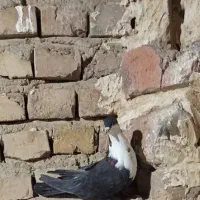 کبوتر|پرنده|خاش, |دیوار