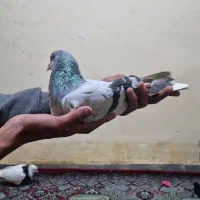 کفتر شیرازی سینه کت برفی و طو