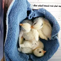 جوجه مرغ مینیاتوری (جاپانیز)