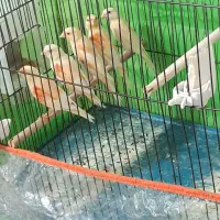 قناری موزاییکی سرخ