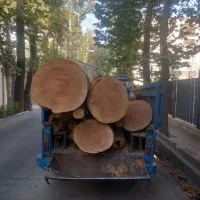 خرید ضایعات چوب،درخت،هرس کاری کادر حرفه ای در منزل|خدمات باغبانی و درختکاری|تهران, پاسداران|دیوار