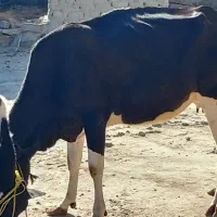 گاوماده وگوساله|حیوانات مزرعه|هیدوچ, |دیوار