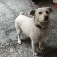 سگ اشپیتز|سگ|تهران, شادآباد|دیوار