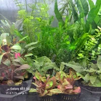 گیاه آبزی و پلنت|ماهی|اردبیل, |دیوار