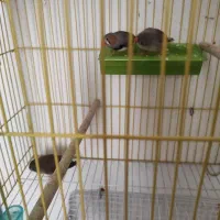 عروس هلندی و فنچ وقفس|پرنده|قزوین, |دیوار