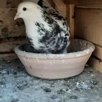 کبوترگمشده|حیوانات|اندیشه, اندیشه فاز ۲|دیوار