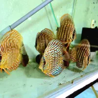 دیسکس ۳ -۴ اینچی