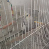 یک جفت عروس هلندی نر و ماده|پرنده|مشهد, دانش|دیوار