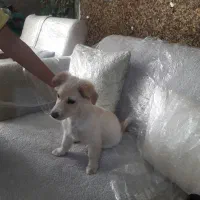 سگ پاکوتا|سگ|شهریار, دهشاد بالا|دیوار