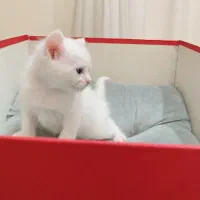 گربه نژاد بریتیش|گربه|تهران, جنتآباد شمالی|دیوار