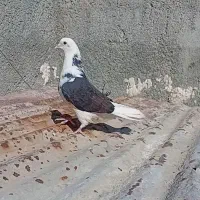 کبوتر
