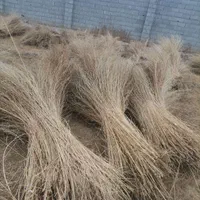 جارو فراشی