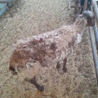 میش گوسفند