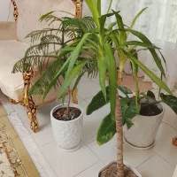 گل و گلدان طبیعی