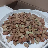 باقلاهفت بند