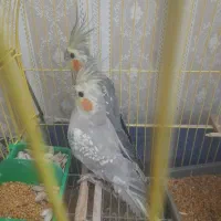 عروس هلندی|پرنده|مهدی شهر, |دیوار