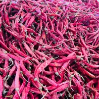 فلفل تند قلمی قرمز هشک|عمده‌فروشی|کازرون, |دیوار