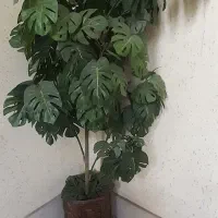 درختچه زیبا مصنوعی