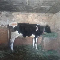 گاو گوساله