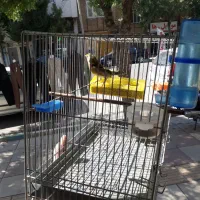 قفس سهره وسهره قناری