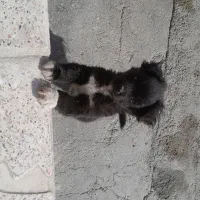 سک پاکوتاه اپارتمانی حرف گوش کن|سگ|کنگاور, |دیوار