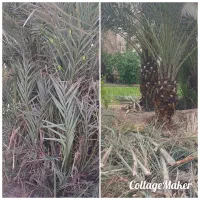 انجام تمام کارهای مربوط به نخل|خدمات باغبانی و درختکاری|اهواز, کوی طلاب|دیوار