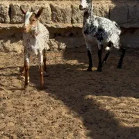 حیوون ناب|حیوانات مزرعه|قائن, |دیوار