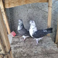 جفت سوسکی باشه ای