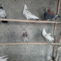 کفتر‌پرشی|پرنده|گیان, |دیوار