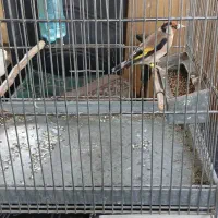 سیره نر   جوجه قفس