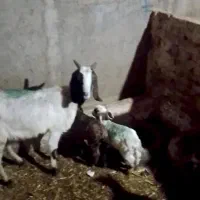 فروش بزودوقلوهاش