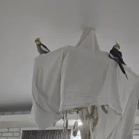عروس هلندی گمشده دوعدد عروس نر