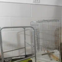 قفس بزرگ کاسکو یی|لوازم جانبی حیوانات|قم, باجک یک|دیوار