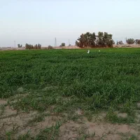 زمین|فروش زمین و ملک کلنگی|هامون, |دیوار