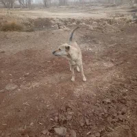 سگ ماده سراب