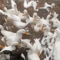 اوردک محلی|حیوانات مزرعه|چابکسر, |دیوار