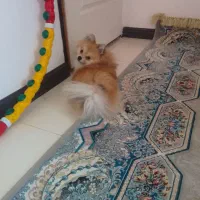 سگ پامرا اصیل