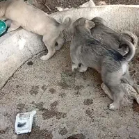 سگ اصیل واگذار میشود