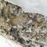 زل کبوتر