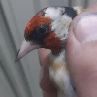 سهره چهار گل کراواتی گل قفل جفتی به شرط