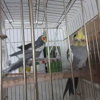 فروش عروس هلندی، پرنده