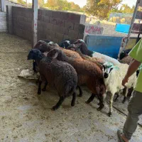 عالی بی قید و شرط گوسفند نر  بازدهی عالی